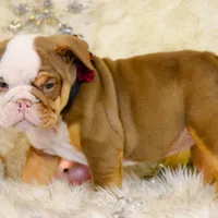 Sonic, a female Olde English Bulldogge for sale in Columbus, OH – Photo 3 of 9