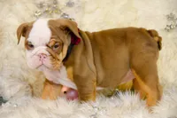 Sonic, a female Olde English Bulldogge for sale in Columbus, OH – Photo 3 of 9