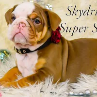 Sonic, a female Olde English Bulldogge for sale in Columbus, OH – Photo 2 of 9