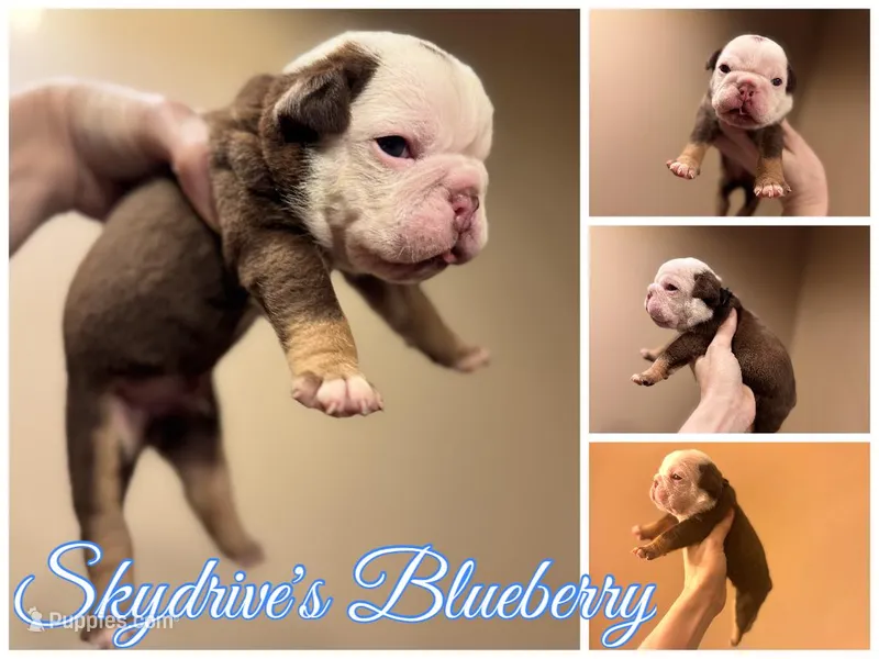 skydrives blueberry  – Olde English Bulldogge puppy for sale in Columbus, OH