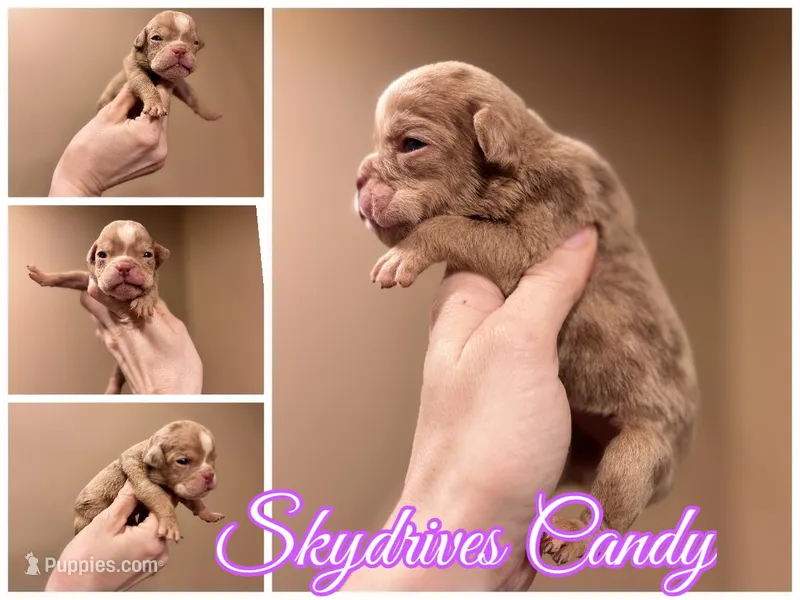 skydrives Candy  – Olde English Bulldogge puppy for sale in Columbus, OH