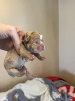 skydrives Candy , a female Olde English Bulldogge for sale in Columbus, OH – Photo 2 of 3