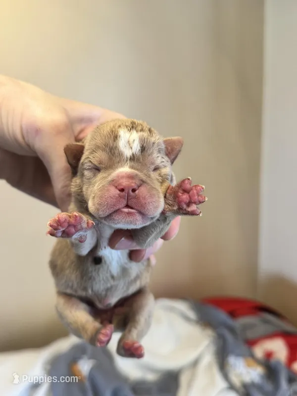 skydrives Candy  – Olde English Bulldogge puppy for sale in Columbus, OH