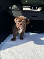 Brownie , a male English Bulldog for sale in Cranston, RI – Photo 2 of 2