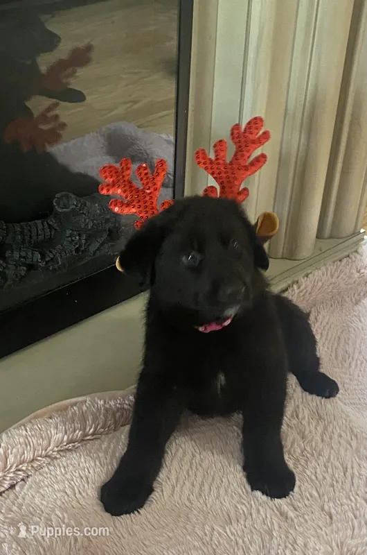DOTTY – German Shepherd Dog puppy for sale in Edna, TX