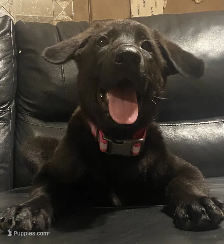 BELLA – German Shepherd Dog puppy for sale in Edna, TX