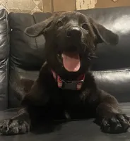 BELLA, a female German Shepherd Dog for sale in Edna, TX – 1 of 3