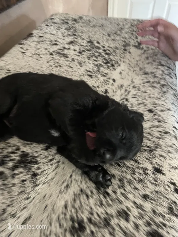 DOTTY – German Shepherd Dog puppy for sale in Edna, TX