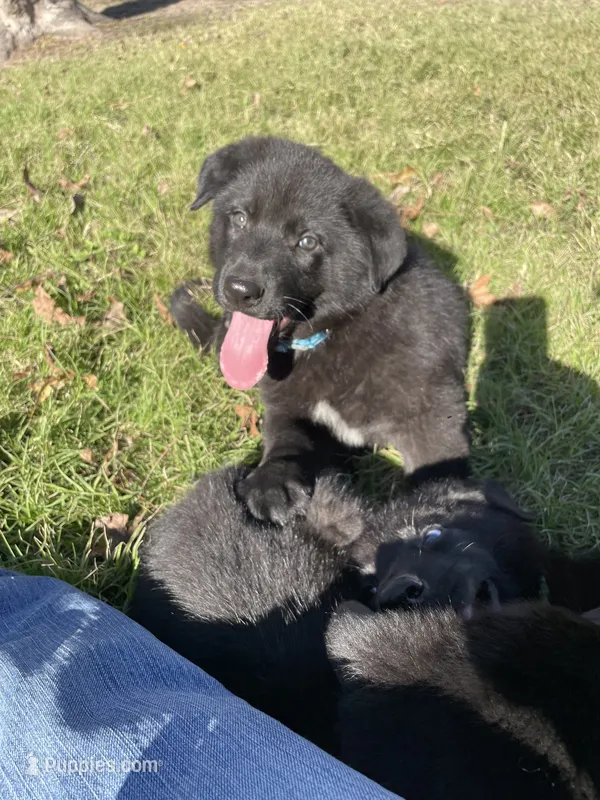 CAIRO – German Shepherd Dog puppy for sale in Edna, TX
