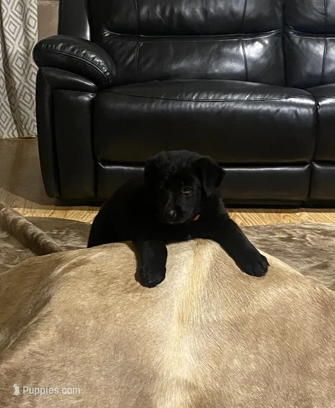 Anubis – German Shepherd Dog puppy for sale in Edna, TX