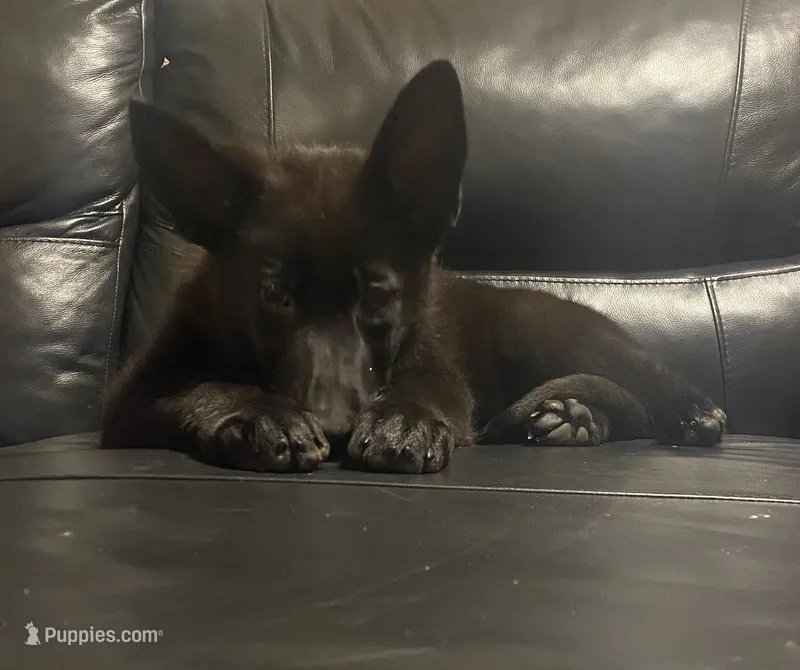 DOTTY – German Shepherd Dog puppy for sale in Edna, TX