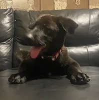 BELLA, a female German Shepherd Dog for sale in Edna, TX – 3 of 3