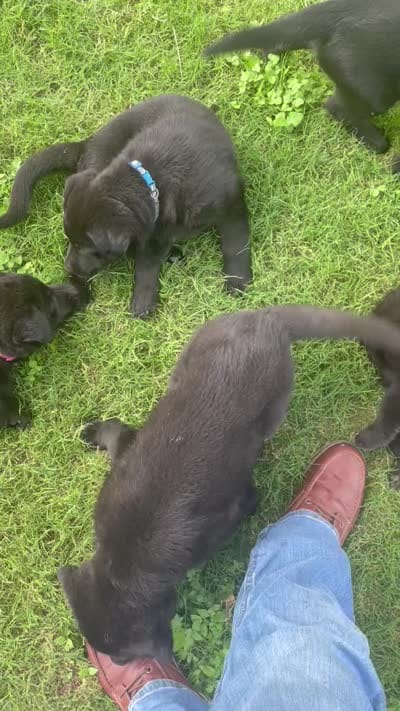 DOTTY, a female German Shepherd Dog for sale in Edna, TX – 4 of 5