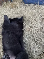 DOTTY, a female German Shepherd Dog for sale in Edna, TX – 2 of 5