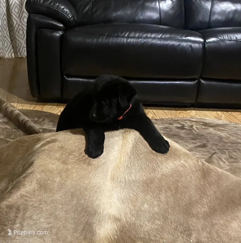 BELLA – German Shepherd Dog puppy for sale in Edna, TX