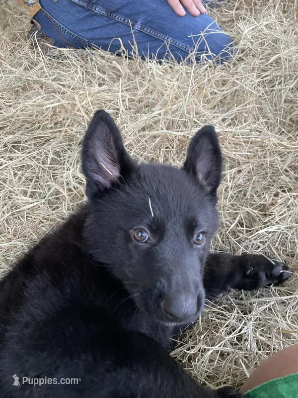 DOTTY – German Shepherd Dog puppy for sale in Edna, TX