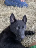 DOTTY, a female German Shepherd Dog for sale in Edna, TX – 1 of 5