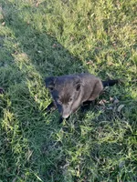 DOTTY, a female German Shepherd Dog for sale in Edna, TX – 3 of 5