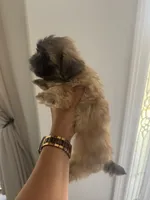 Shih Tzu puppies, a female Shih Tzu for sale in Plant City, FL – 2 of 4