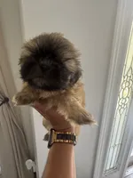 Shih Tzu puppies, a female Shih Tzu for sale in Plant City, FL – 1 of 4
