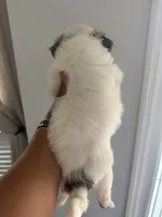 Shih Tzu puppies, a male Shih Tzu for sale in Plant City, FL – 7 of 10