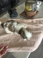 Shih Tzu puppies, a male Shih Tzu for sale in Plant City, FL – 5 of 10