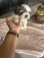 Shih Tzu puppies, a male Shih Tzu for sale in Plant City, FL – 10 of 10