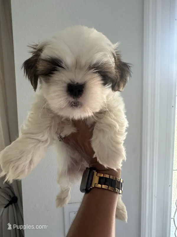Shih Tzu – Shih Tzu puppy for sale in Plant City, FL