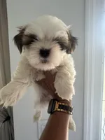 Shih Tzu, a male Shih Tzu for sale in Plant City, FL – 1 of 10