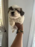 Shih Tzu, a male Shih Tzu for sale in Plant City, FL – 2 of 10