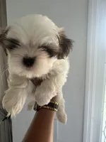 Shih Tzu, a male Shih Tzu for sale in Plant City, FL – 8 of 10