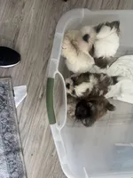 Shih Tzu puppies, a female Shih Tzu for sale in Plant City, FL – 3 of 4