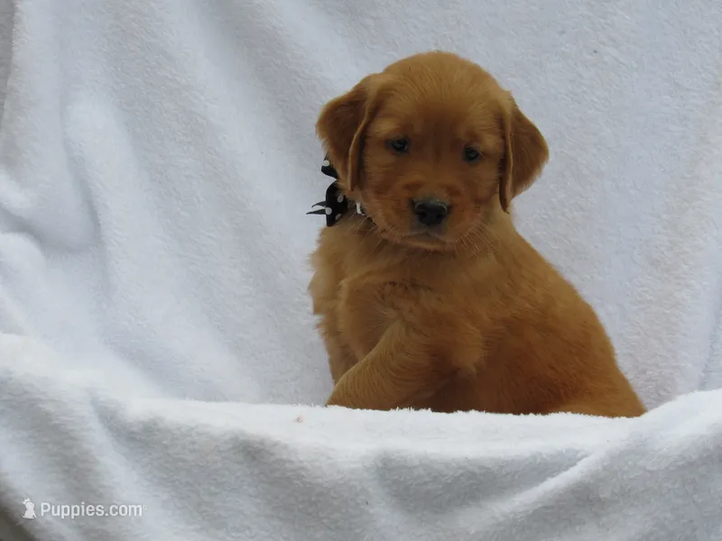AKC LANCE – Golden Retriever puppy for sale in Greenwood, WI