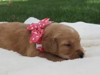 AKC LIVIA, a female Golden Retriever for sale in Greenwood, WI – 2 of 8