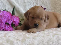 AKC LAYLA, a female Golden Retriever for sale in Greenwood, WI – 4 of 7