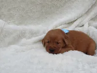 AKC LESLIE, a male Golden Retriever for sale in Greenwood, WI – 3 of 8