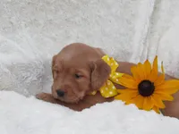 AKC LUCKY, a female Golden Retriever for sale in Greenwood, WI – 3 of 6
