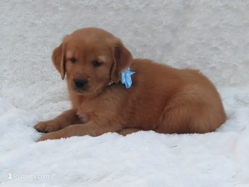 AKC LESLIE – Golden Retriever puppy for sale in Greenwood, WI