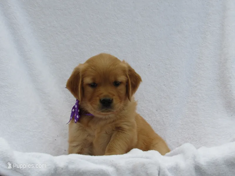 AKC LAYLA – Golden Retriever puppy for sale in Greenwood, WI