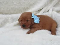 AKC LESLIE, a male Golden Retriever for sale in Greenwood, WI – 6 of 8