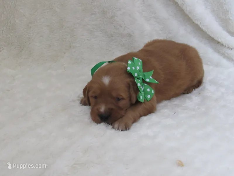 AKC  LOYAL  – Golden Retriever puppy for sale in Greenwood, WI
