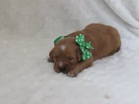 AKC  LOYAL , a male Golden Retriever for sale in Greenwood, WI – 1 of 8
