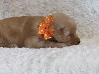 AKC LACEY, a female Golden Retriever for sale in Greenwood, WI – 3 of 6