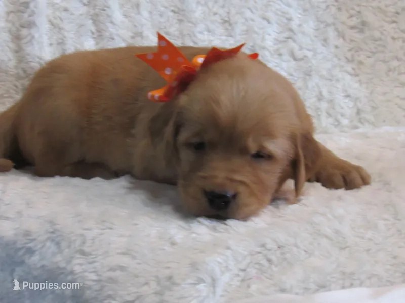 AKC LACEY – Golden Retriever puppy for sale in Greenwood, WI