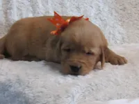 AKC LACEY, a female Golden Retriever for sale in Greenwood, WI – 2 of 6