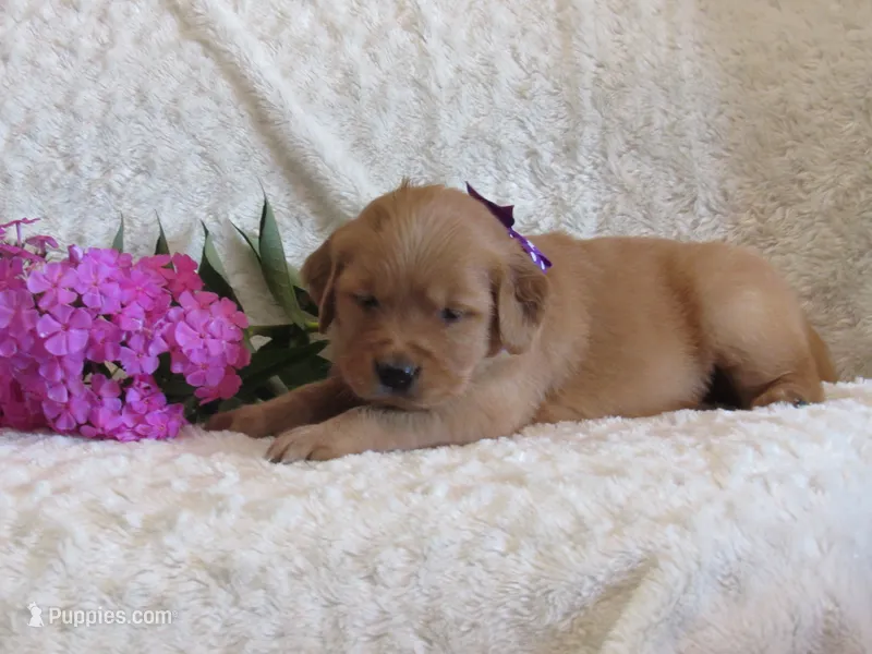 AKC LAYLA – Golden Retriever puppy for sale in Greenwood, WI