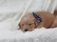 AKC LYLE, a male Golden Retriever for sale in Greenwood, WI – 2 of 7