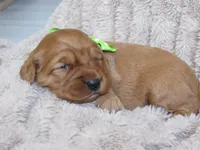 processed/048d8e28-f060-4bf9-9b93-9c62db852d17/listing/3a31e921-9be4-4411-92ac-a2d631c75b61/0d9ba747-cd2e-4082-8514-fd27de1c091a