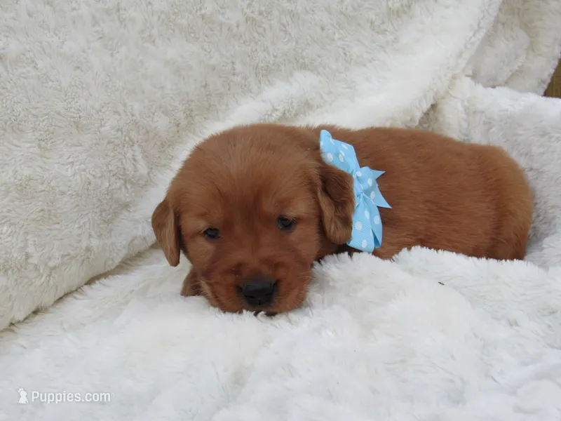 AKC LESLIE – Golden Retriever puppy for sale in Greenwood, WI