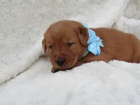 AKC LESLIE, a male Golden Retriever for sale in Greenwood, WI – 2 of 8